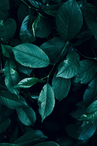 Dark green leaves close up view, nature template background, selective focus - Foto, Imagem