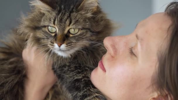 Kobieta całuje i pociera twarz o bardzo puszystego kotka tabby wyrazić swoją miłość i uczucie, zwolniony ruch - Materiał filmowy, wideo