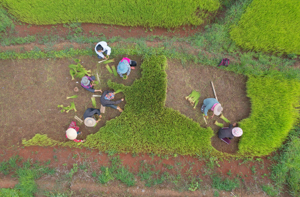 Вид с воздуха на группу фермеров, собирающих рисовые растения на зеленом рисовом поле, выращивание рисовых тюков, сбор урожая зерновых сельскохозяйственных культур. Местные жители. - Фото, изображение
