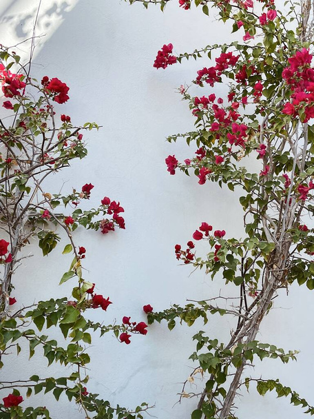 Branche de fleurs rouges, feuilles sur mur de béton beige neutre. Arrière-plan floral minimal naturel. - Photo, image