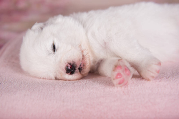 Белый пушистый маленький самоед щенячий пёс двухнедельного возраста - Фото, изображение