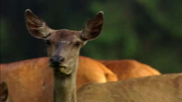 Avrupa ve Asya 'da yaygın olarak görülen, geyik cinsi geyik (Dama dama) geyiği. Özellikle olgun erkeklerde geniş boynuzlar olarak nitelendirilir ve yaz mevsiminde bir renk fark eder.. - Video, Çekim