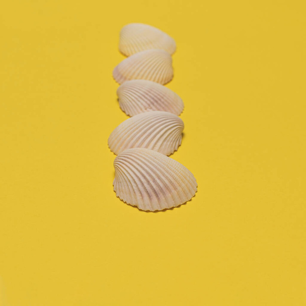 Sea shells in a row with the focus on the first on bright yellow background. Selective focus. Summer time concept. Card with copy space - Valokuva, kuva