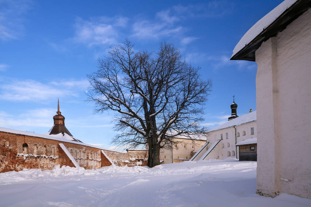 Näkymä kaksisataa kaksikymmentä vuotta vanha petiolate tammi alueella Kirillo-Belozersky luostari pakkasena talvi-iltana, Kirillov, Vologdan alue, Venäjä - Valokuva, kuva