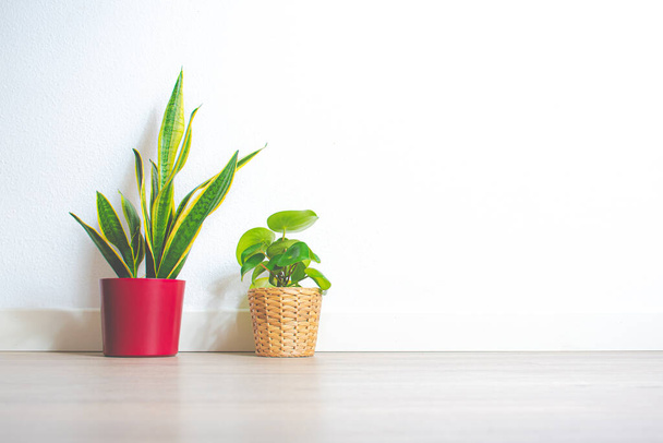 Plants in white space in a minimalist style house - Photo, Image