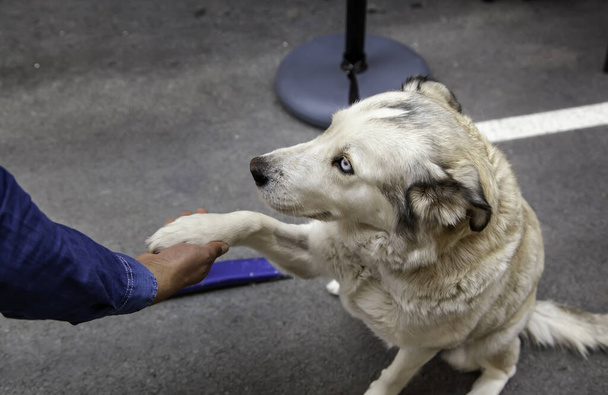 Χάσκι χέρι που δίνει σε φίλους, κατοικίδια, σκύλους - Φωτογραφία, εικόνα