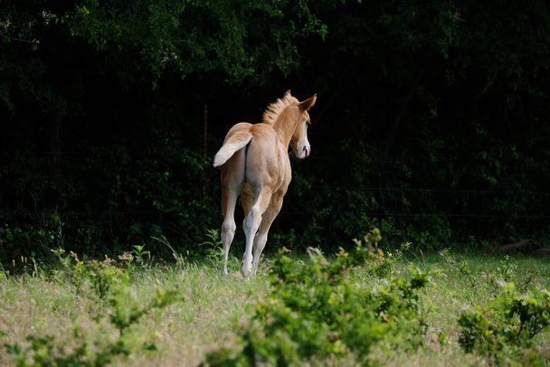 un beau cheval blanc court dans la prairie - Photo, image