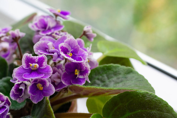 A lot of pink and lilac colored blossoming african violet flowers saintpaulia in pot on windowsill, macro close up - Foto, imagen