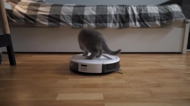 Tecnologias inteligentes para limpar animais de estimação. Rodada aspirador de pó robô branco limpa o chão, enquanto cinza escocês direto gatinho despreocupado joga em casa. Pequeno gato e aspirador robótico no quarto - Filmagem, Vídeo