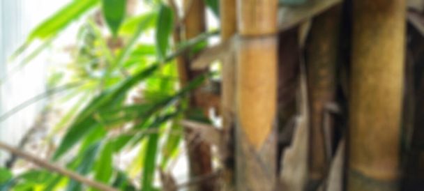Bambu 'nun odaklanmamış soyut arka planı - Fotoğraf, Görsel