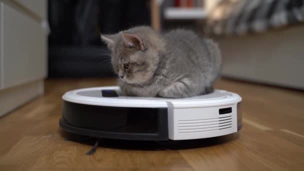 Housework and smart technology concept. Little kitten tired of playing and falls asleep lying on robot vacuum cleaner at home. White vacuum cleaner with calm pet cat Scottish straight sleeping on it - Filmagem, Vídeo