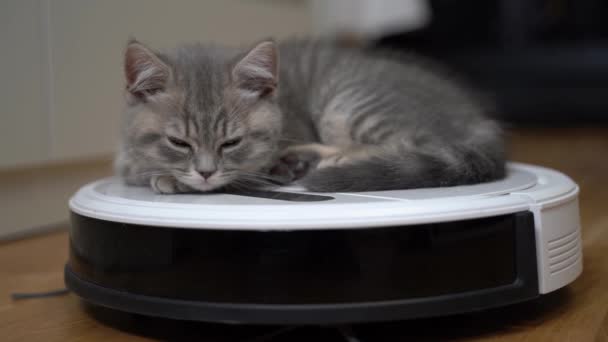 Trabajo doméstico y concepto de tecnología inteligente. Pequeño gatito cansado de jugar y se duerme acostado en la aspiradora robot en casa. Aspiradora blanca con gato tranquilo Scottish recta durmiendo en ella - Imágenes, Vídeo