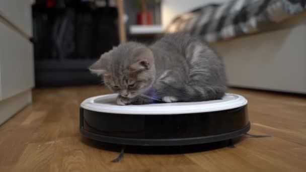 Housekeeping help, new technology, smart home, daily vacuuming. Cute sleepy tabby little cat sitting behind robot vacuum cleaner. Modern intelligent household appliances for cleaning - Filmagem, Vídeo