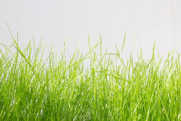 Grünes Rasengras auf hellgrauem Hintergrund - Foto, Bild