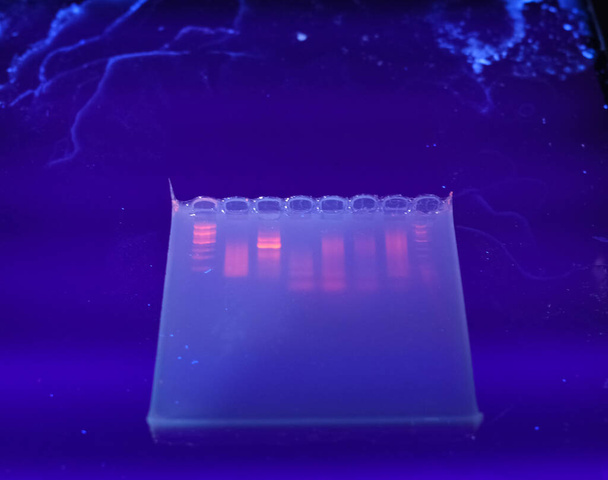 DNA banden op agarose gel plaat - Foto, afbeelding