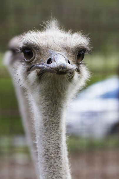 Ostrich in the farm - Φωτογραφία, εικόνα