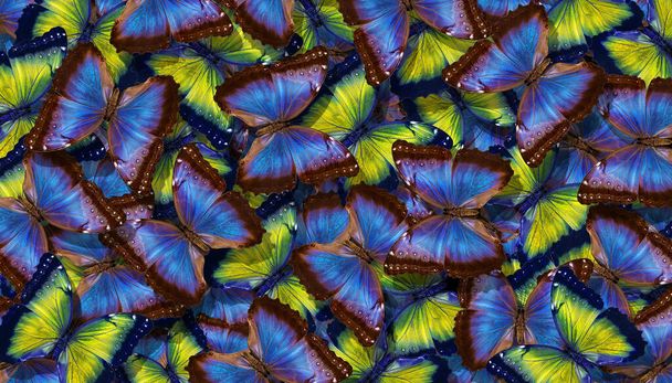Bleu et jaune fond de texture abstraite. Morpho aux papillons. Les ailes d'un papillon Morpho. Vol de papillons bleus et jaunes lumineux fond abstrait. - Photo, image
