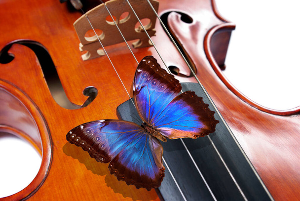 modrý motýl morpho na housle. hudební koncept - Fotografie, Obrázek