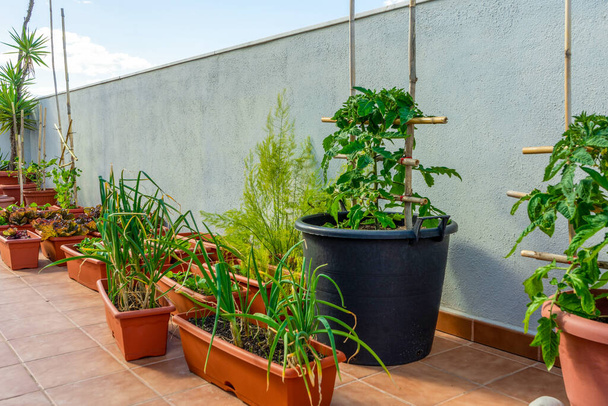 Widok na miejski ogród z roślinami pomidora w tle i szczypiorek na pierwszym planie. Koncepcja zdrowej żywności - Zdjęcie, obraz