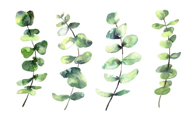 水彩の花のイラストセット-緑のユーカリの葉の枝コレクションは、結婚式の招待状、挨拶カード、壁紙、背景のために。ユーカリ、緑の葉. - 写真・画像