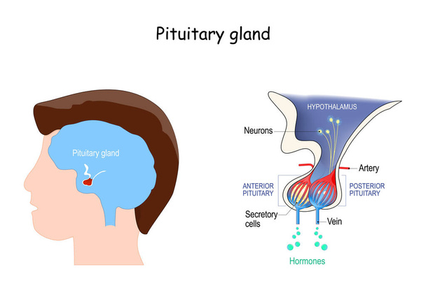 Agyalapi mirigy anatómia. Hormonok. a hipofízis helye. vektor illusztráció. oktatási diagram. orvosi plakát az emberi agy és endokrin rendszerről - Vektor, kép