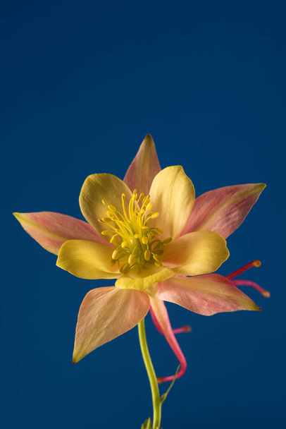 Piękna Aquilegia glandulosa na jasnoniebieskim tle. Tapeta kwiatowa z kwiatu akwilegii. - Zdjęcie, obraz