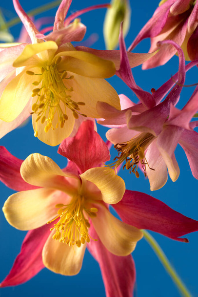 Ramo de flores de Aquilegia glandulosa sobre un fondo oscuro. Fondo de pantalla floral con flores de aquilegia. - Foto, imagen