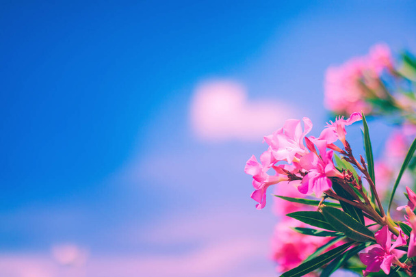Jasně růžový oleander květiny s modrou oblohou a růžové mraky pozadí - Fotografie, Obrázek