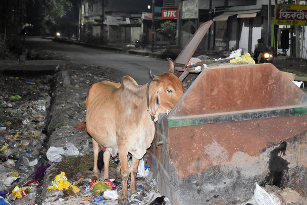 vacas em busca de comida em um monte aberto de lixo deitado na estrada lateral. As vacas vagueiam por um dos maiores locais de eliminação. Os necrófagos estão à procura de lixo no lixo.. - Foto, Imagem