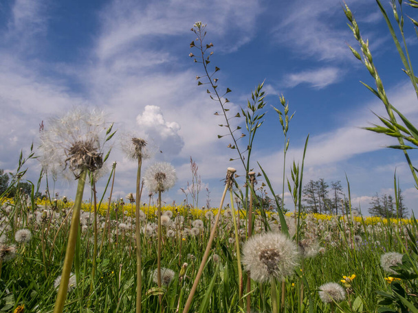 Campo polaco de colza y cardo siembra en el fondo del cielo azul - Foto, Imagen