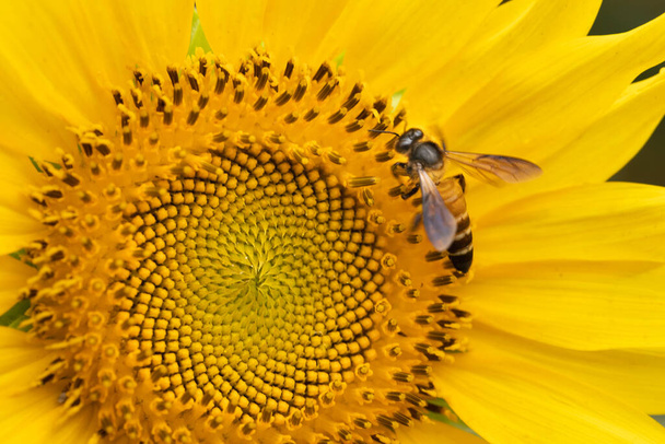 Una abejorra que se encuentra y recoge el néctar de un girasol en flor  - Foto, Imagen