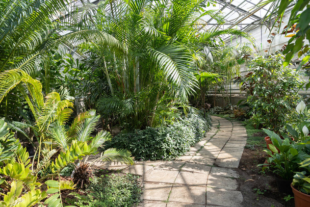 Exotic palms and bamboo trees in greenhouse. Tropical botanic garden orangery. Gardening and botany - Foto, afbeelding