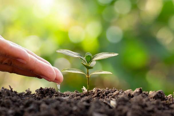Los agricultores están regando pequeñas plantas a mano con el concepto del Día Mundial del Medio Ambiente. - Foto, Imagen