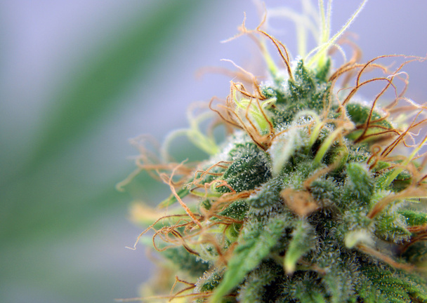 närbild på en medicinsk marijuana växt knopp med plats för kopia. - Foto, afbeelding
