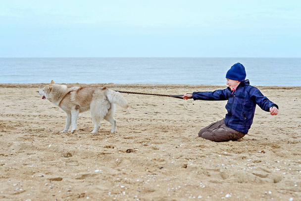 El perro husky travieso huye del niño y tira del niño a lo largo de la arena en la orilla del mar. El chico trata de mantener al perro travieso con una correa. - Foto, Imagen