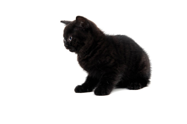 fluffy purebred black kitten sits on a white background - Фото, зображення