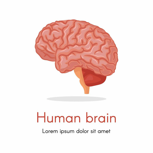 人間の体の器官,詳細に隔離された脳の部分.解剖学を学ぶ人、生物学のレッスンやクラスの心。神経科学、神経科学、研究。平面図のベクトル - ベクター画像