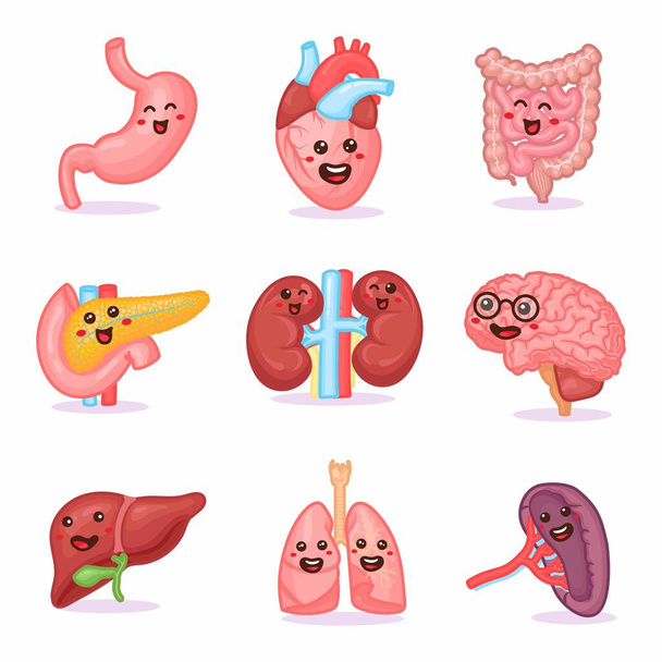 Carino kawaii forte felice umano sani organi forti insieme. Vettoriale personaggio cartone animato illustrazione icona di design. Isolato su sfondo bianco - Vettoriali, immagini