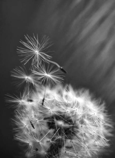 Pampelišková semínka létají poblíž pampelišky na rozmazaném pozadí. Přírodní pozadí maker - Fotografie, Obrázek