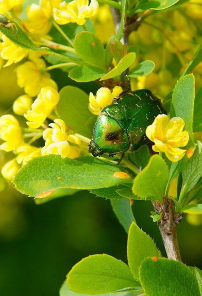 The green rose chafer  - Photo, Image