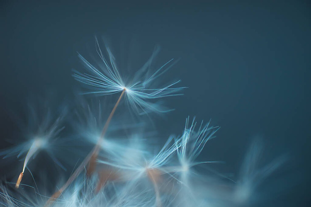 White aerial dandelion seeds on blue background - Photo, Image