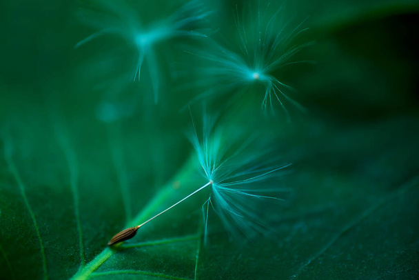 Yaprağın üzerinde karahindiba tohumları. doğal arkaplan - Fotoğraf, Görsel