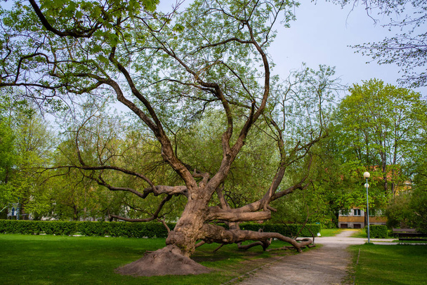 Μεγάλο παλιό δέντρο με καφέ φλοιό στο πάρκο της πόλης κοντά στο σιδηροδρομικό σταθμό στην πόλη Tartu, Εσθονία. Ηλιόλουστη μέρα. - Φωτογραφία, εικόνα