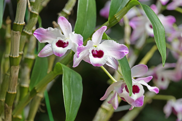 trois orchidées de couleur rose et blanche
 - Photo, image
