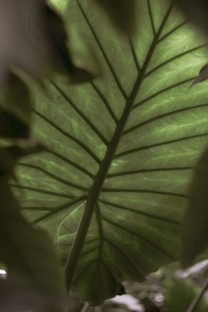 κοντινό πλάνο με φρέσκα φύλλα στο πάρκο - Φωτογραφία, εικόνα