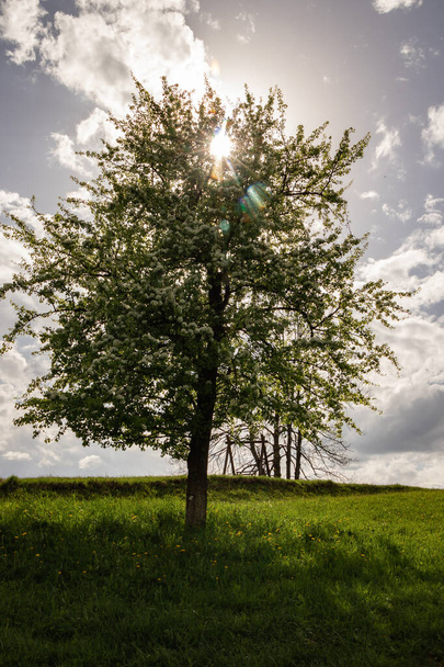 Bloeiende perenboom in de zonnestralen - Foto, afbeelding
