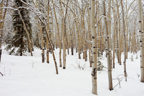 Bosque de Aspen en invierno
 - Foto, imagen