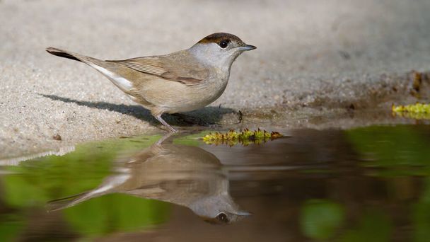 Cute eurasian blackcap female standing beside water on bright sand - Photo, Image