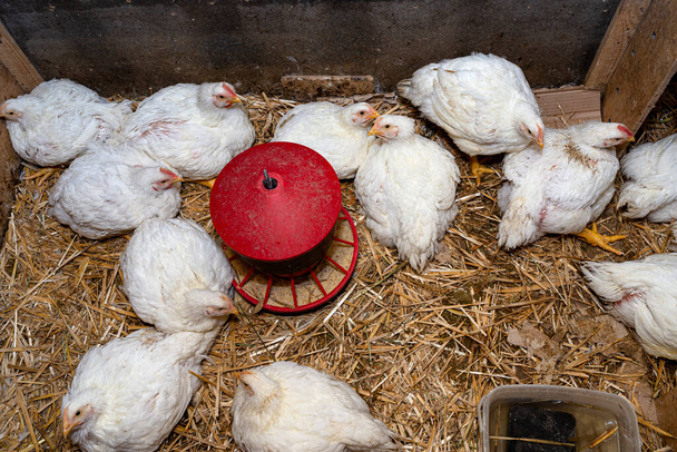 Pollos de cuerno en un pequeño corral con un comedero rojo en el centro, vista superior. - Foto, Imagen