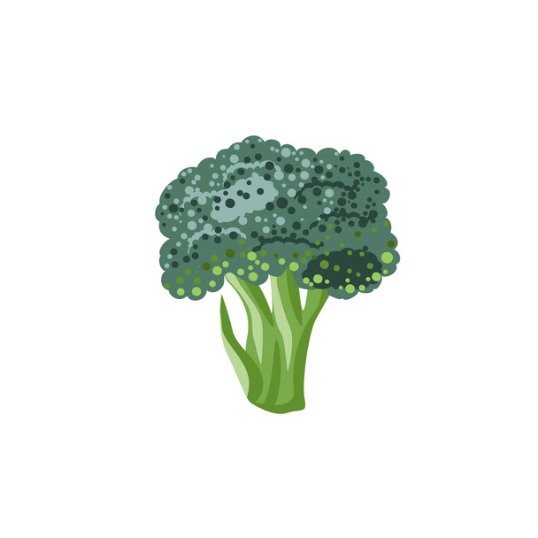 Una rama de brócoli verde se aísla sobre un fondo blanco. Alimento dietético y vegetariano - Vector, Imagen